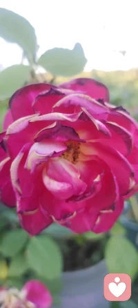 每天在心田里種下花海.閉上眼睛都是姹紫嫣紅.怒放的花花.（心理學與幸福）配圖