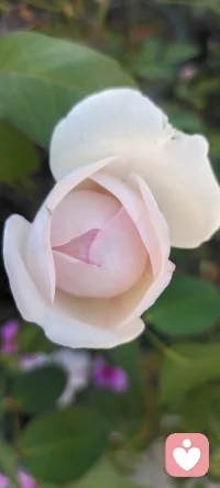 每天在心田里種下花海.閉上眼睛都是姹紫嫣紅.怒放的花花.（心理學與幸福）配圖