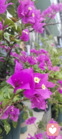 每天在心田里種下花海.閉上眼睛都是姹紫嫣紅.怒放的花花.（心理學與幸福）配圖