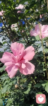 成年人的世界里，可以經常覺察一下自己：你的笑容是你的心情還是你的表情呢？希望你的笑容不僅是你的表情同時也是你的心情.早安！配圖