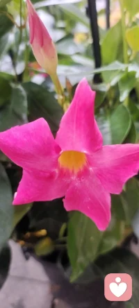 走在回家的路上，遇見花開，拍下美好，分享給劃過屏幕的你一點姹紫嫣紅.如果可能希望花兒種進您的心田.配圖