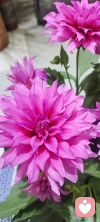 走在回家的路上，遇見花開，拍下美好，分享給劃過屏幕的你一點姹紫嫣紅.如果可能希望花兒種進您的心田.配圖