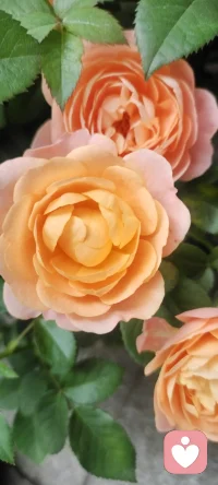 走在回家的路上，遇見花開，拍下美好，分享給劃過屏幕的你一點姹紫嫣紅.如果可能希望花兒種進您的心田.配圖