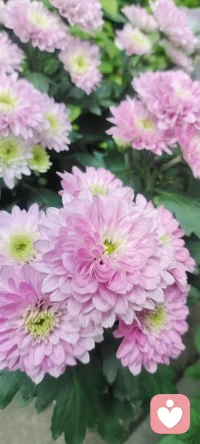 走在回家的路上，遇見花開，拍下美好，分享給劃過屏幕的你一點姹紫嫣紅.如果可能希望花兒種進您的心田.配圖