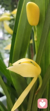 走在回家的路上，遇見花開，拍下美好，分享給劃過屏幕的你一點姹紫嫣紅.如果可能希望花兒種進您的心田.配圖