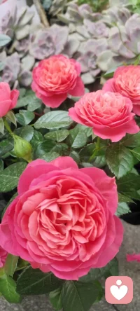 走在回家的路上，遇見花開，拍下美好，分享給劃過屏幕的你一點姹紫嫣紅.如果可能希望花兒種進您的心田.配圖