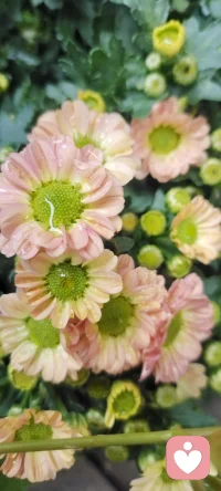 走在回家的路上，遇見花開，拍下美好，分享給劃過屏幕的你一點姹紫嫣紅.如果可能希望花兒種進您的心田.配圖