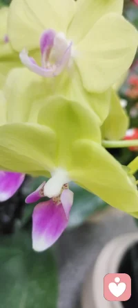 走在回家的路上，遇見花開，拍下美好，分享給劃過屏幕的你一點姹紫嫣紅.如果可能希望花兒種進您的心田.配圖