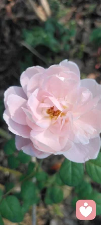 我不僅把花種在地里，還要把花種在心里.分享給路過的朋友們，可能我的姹紫嫣紅會給你的生活帶來一絲絲美好.配圖