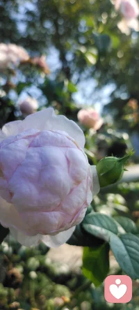 我不僅把花種在地里，還要把花種在心里.分享給路過的朋友們，可能我的姹紫嫣紅會給你的生活帶來一絲絲美好.配圖