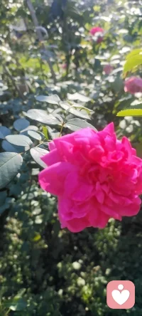 我不僅把花種在地里，還要把花種在心里.分享給路過的朋友們，可能我的姹紫嫣紅會給你的生活帶來一絲絲美好.配圖