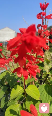 我不僅把花種在地里，還要把花種在心里.分享給路過的朋友們，可能我的姹紫嫣紅會給你的生活帶來一絲絲美好.配圖