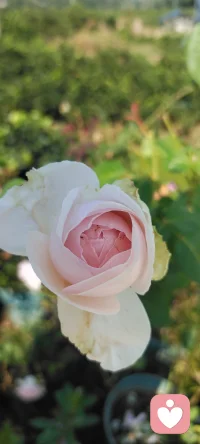 我不僅把花種在地里，還要把花種在心里.分享給路過的朋友們，可能我的姹紫嫣紅會給你的生活帶來一絲絲美好.配圖