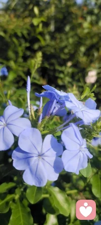 我不僅把花種在地里，還要把花種在心里.分享給路過的朋友們，可能我的姹紫嫣紅會給你的生活帶來一絲絲美好.配圖