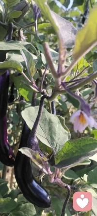 咱家暖陽下豐碩的菜地，開啟美好的一周.享受人生的每一個過程，不枉此行.早安！??????配圖