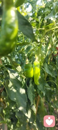 咱家暖陽下豐碩的菜地，開啟美好的一周.享受人生的每一個過程，不枉此行.早安！??????配圖