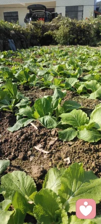 咱家暖陽下豐碩的菜地，開啟美好的一周.享受人生的每一個過程，不枉此行.早安！??????配圖