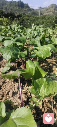 咱家暖陽下豐碩的菜地，開啟美好的一周.享受人生的每一個過程，不枉此行.早安！??????配圖