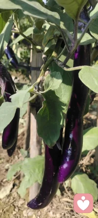 咱家暖陽下豐碩的菜地，開啟美好的一周.享受人生的每一個過程，不枉此行.早安！??????配圖