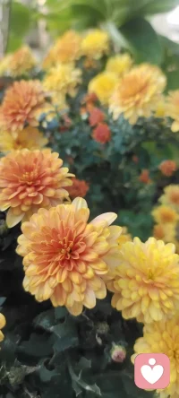 秋菊的季節：花兒種在我家，進入你的視角.種進你的心田.分享春和夏的故事，憧憬冬的美好??????配圖