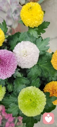 路過花店，遇見美景，分享過來，種入心田.配圖