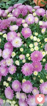 路過花店，遇見美景，分享過來，種入心田.配圖