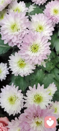 路過花店，遇見美景，分享過來，種入心田.配圖