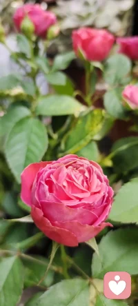 路過花店，遇見美景，分享過來，種入心田.配圖