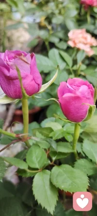 路過花店，遇見美景，分享過來，種入心田.配圖