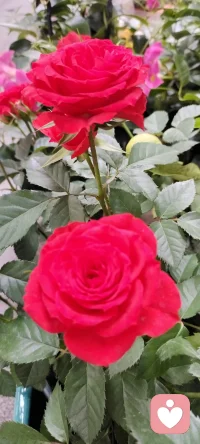 路過花店，遇見美景，分享過來，種入心田.配圖