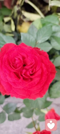 路過花店，遇見美景，分享過來，種入心田.配圖