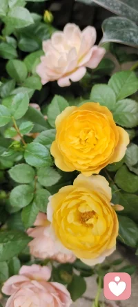 路過花店，遇見美景，分享過來，種入心田.配圖