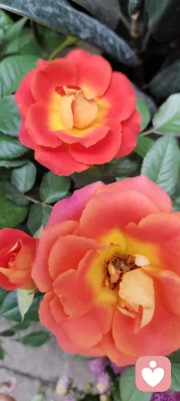 路過花店，遇見美景，分享過來，種入心田.配圖