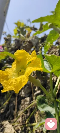 秋語：誰說秋只屬于落葉.家鄉的碩果累累分享給多愁善感的你.配圖