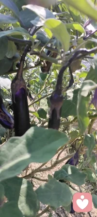 秋語：誰說秋只屬于落葉.家鄉的碩果累累分享給多愁善感的你.配圖