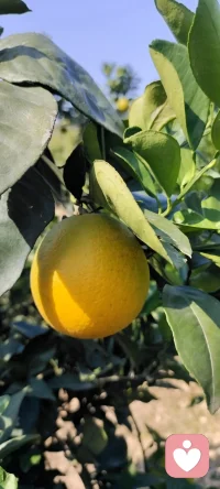 秋語：誰說秋只屬于落葉.家鄉的碩果累累分享給多愁善感的你.配圖