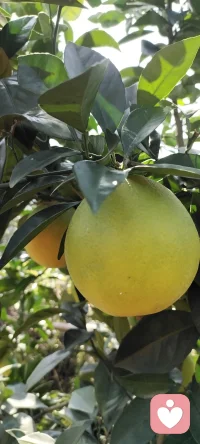 秋語：誰說秋只屬于落葉.家鄉的碩果累累分享給多愁善感的你.配圖