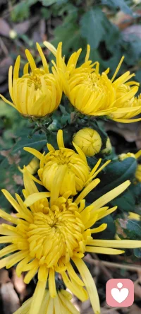 秋語：誰說秋只屬于落葉.家鄉的碩果累累分享給多愁善感的你.配圖