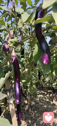 秋語：誰說秋只屬于落葉.家鄉的碩果累累分享給多愁善感的你.配圖