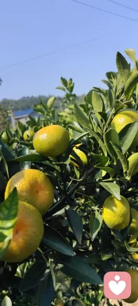 秋語：誰說秋只屬于落葉.家鄉的碩果累累分享給多愁善感的你.配圖