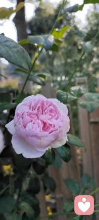 秋除了落葉，還有很多美好.咱家鄉下種的花花，拍下來給秋添姿添彩.配圖