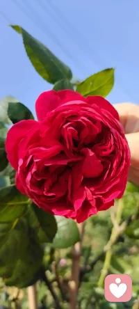 秋除了落葉，還有很多美好.咱家鄉下種的花花，拍下來給秋添姿添彩.配圖