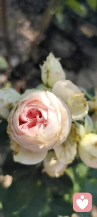 秋除了落葉，還有很多美好.咱家鄉下種的花花，拍下來給秋添姿添彩.配圖