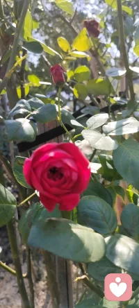 秋除了落葉，還有很多美好.咱家鄉下種的花花，拍下來給秋添姿添彩.配圖