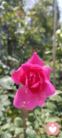 秋除了落葉，還有很多美好.咱家鄉下種的花花，拍下來給秋添姿添彩.配圖