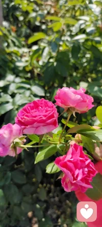 秋除了落葉，還有很多美好.咱家鄉下種的花花，拍下來給秋添姿添彩.配圖