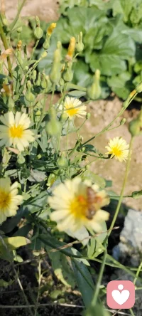 秋除了落葉，還有很多美好.咱家鄉下種的花花，拍下來給秋添姿添彩.配圖