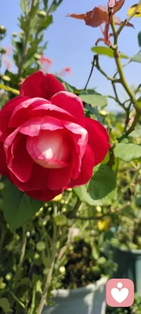 秋除了落葉，還有很多美好.咱家鄉下種的花花，拍下來給秋添姿添彩.配圖