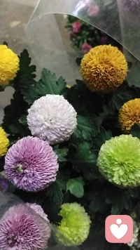 今天聽一個(gè)老師的課，老師說：耐心是奢侈品！我想，我每天都在聽不同的來訪者傾訴，培養(yǎng)我的耐心，是不是無形中也是在增加自己的奢侈品呢.配圖