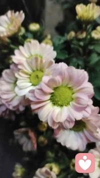 今天聽一個(gè)老師的課，老師說：耐心是奢侈品！我想，我每天都在聽不同的來訪者傾訴，培養(yǎng)我的耐心，是不是無形中也是在增加自己的奢侈品呢.配圖